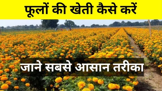 How to cultivate flowers: फूलों की खेती कैसे करें?, जाने सबसे आसान तरीका