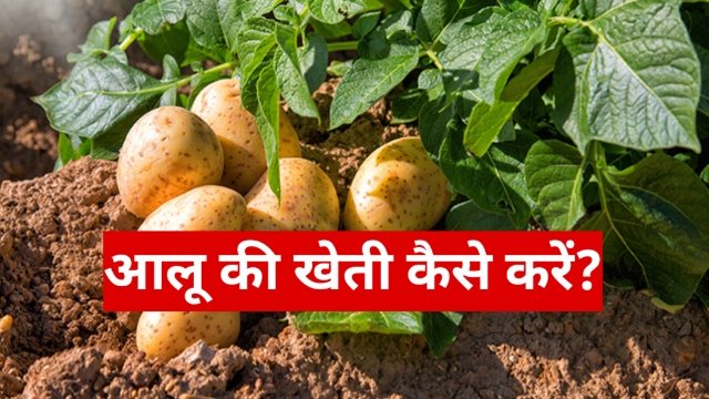 Potato Farming: आलू की खेती कैसे करें?